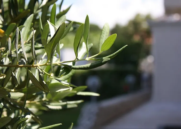 Готель Mediteran